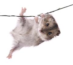 Hamster