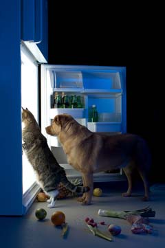 Dog and cat raiding the fridge