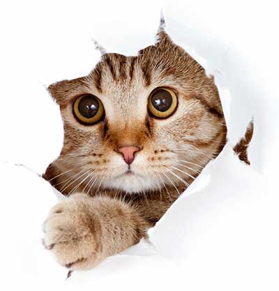 Cat breaking through wallpaper